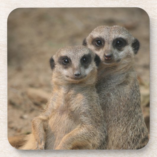 Meerkat 067 getränkeuntersetzer (Vorderseite)