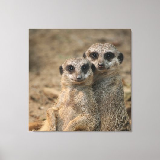 Meerkat 067 leinwanddruck (Vorderseite)