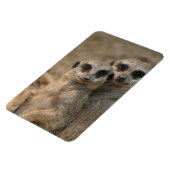 Meerkat 067 magnet (Linke Seite)