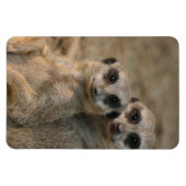 Meerkat 067 magnet (Horizontal)