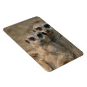 Meerkat 067 magnet (Rechte Seite)