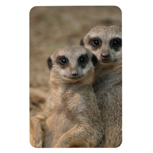 Meerkat 067 magnet (Vertikal)