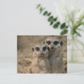 Meerkat 067 postkarte (Stehend Vorderseite)