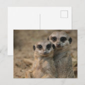 Meerkat 067 postkarte (Vorne/Hinten)