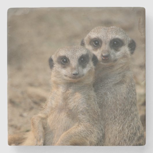 Meerkat 067 steinuntersetzer (Vorderseite)