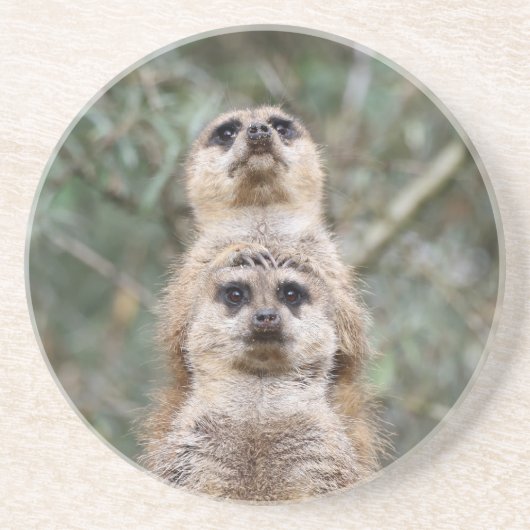 Meerkat 081 getränkeuntersetzer (Vorne)