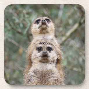 Meerkat 081 getränkeuntersetzer