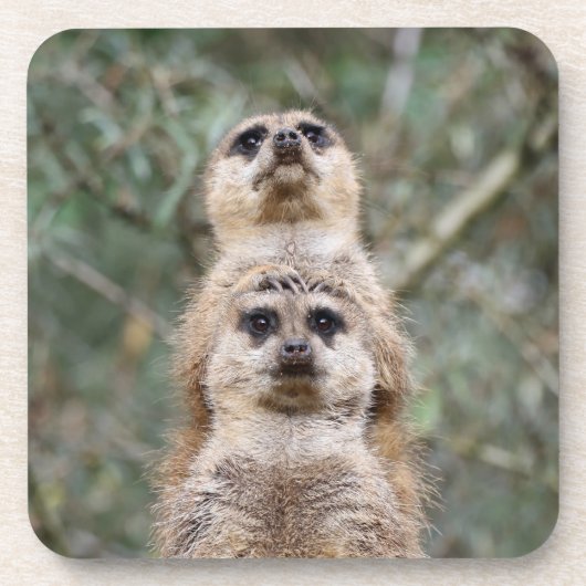 Meerkat 081 getränkeuntersetzer (Vorderseite)