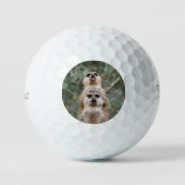 Meerkat 081 golfball (Vorderseite)