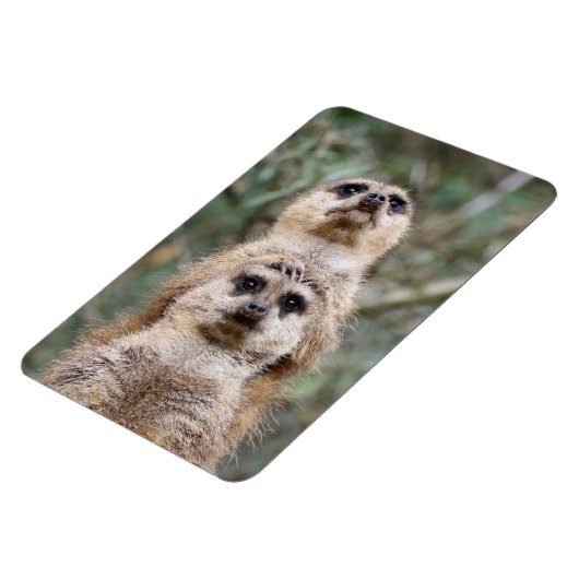 Meerkat 081 magnet (Linke Seite)
