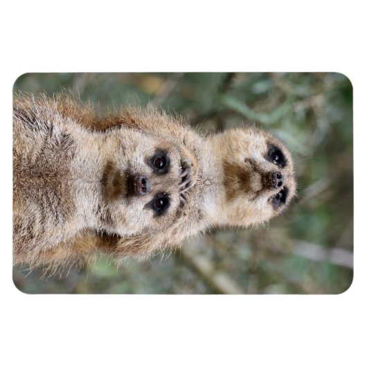 Meerkat 081 magnet (Horizontal)