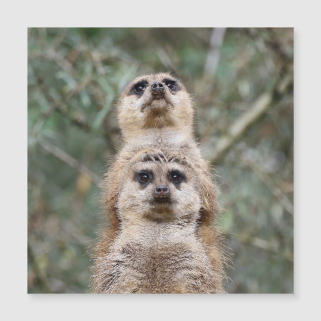 Meerkat 081 magnetkarte (Vorderseite)