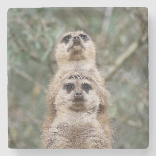 Meerkat 081 steinuntersetzer (Vorderseite)