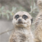 Meerkat 082 aufkleber (Vorderseite)