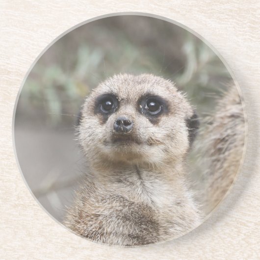 Meerkat 082 getränkeuntersetzer (Vorne)