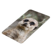 Meerkat 082 magnet (Linke Seite)