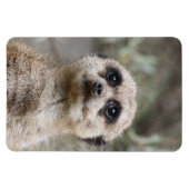 Meerkat 082 magnet (Horizontal)