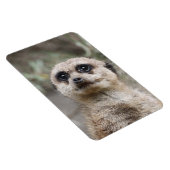 Meerkat 082 magnet (Rechte Seite)