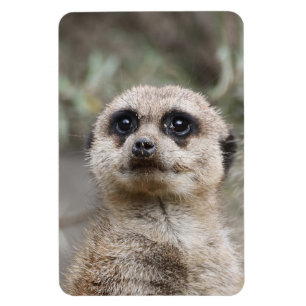 Meerkat 082 magnet