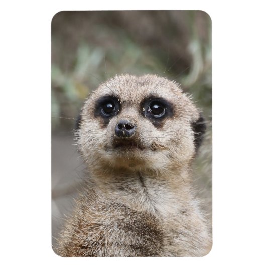 Meerkat 082 magnet (Vertikal)