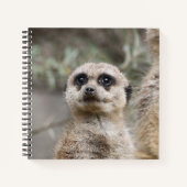 Meerkat 082 notizblock (Vorderseite)