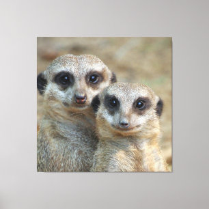 Meerkat 085 leinwanddruck