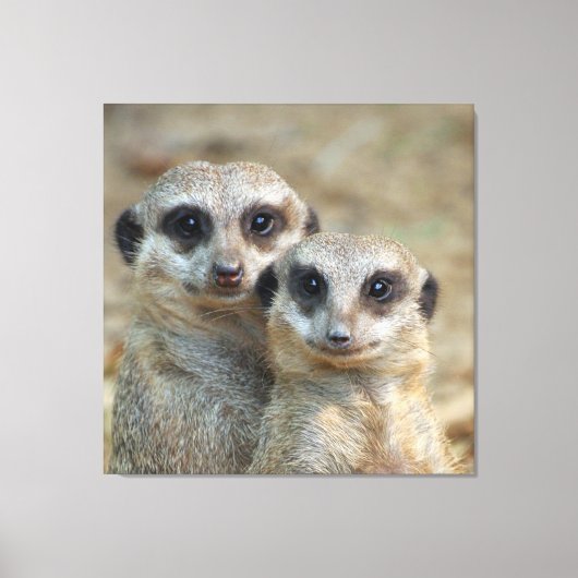 Meerkat 085 leinwanddruck (Vorderseite)