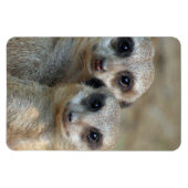 Meerkat 085 magnet (Horizontal)