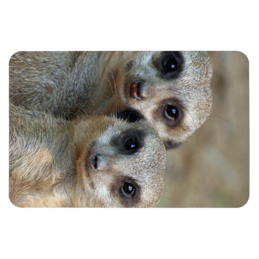 Meerkat 085 magnet (Horizontal)
