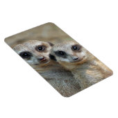 Meerkat 085 magnet (Rechte Seite)