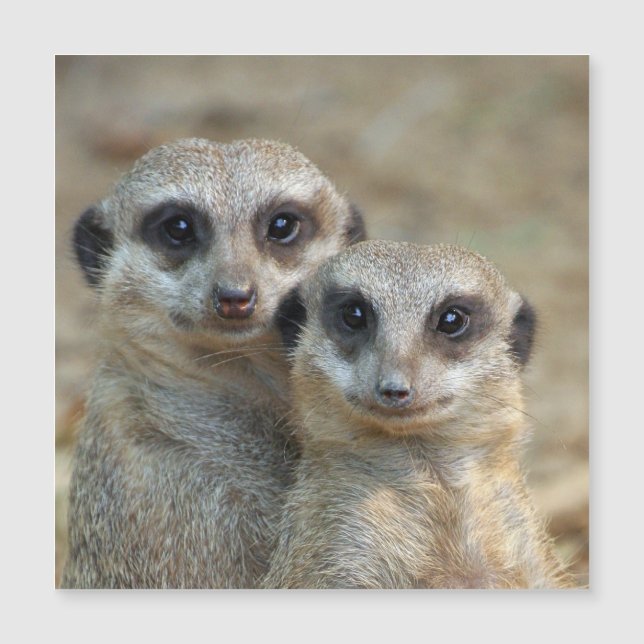Meerkat 085 magnetkarte (Vorderseite)