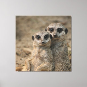 Meerkat 090 leinwanddruck