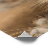 Meerkat 090 poster (Ecke)