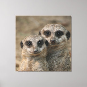 Meerkat 098 leinwanddruck