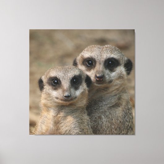 Meerkat 098 leinwanddruck (Vorderseite)