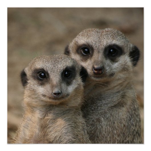 Meerkat 098 poster (Vorderseite)