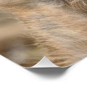 Meerkat 098 poster (Ecke)