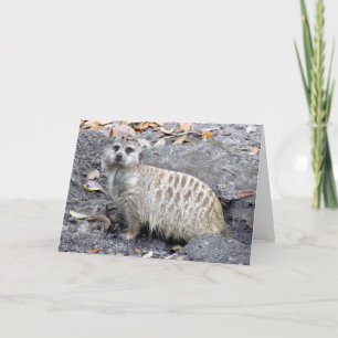 Meerkat (1043) Grußkarte Karte