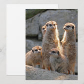 Meerkat 110 feiertagskarte (Vorne/Hinten)