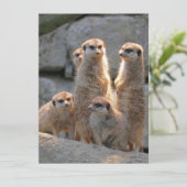Meerkat 110 feiertagskarte (Stehend Vorderseite)