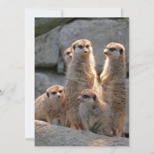 Meerkat 110 feiertagskarte (Vorderseite)