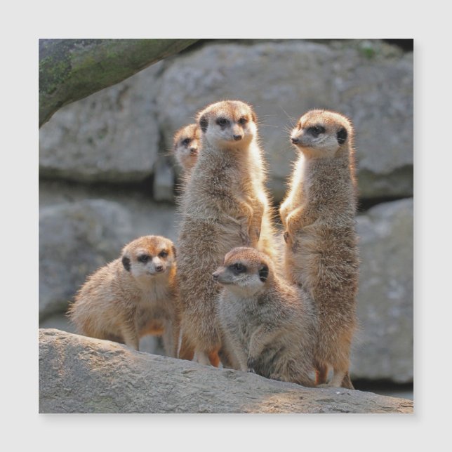 Meerkat 110 magnetkarte (Vorderseite)