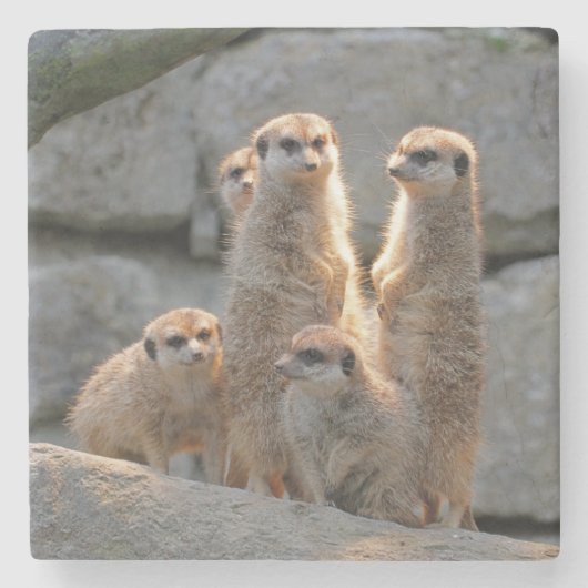 Meerkat 110 steinuntersetzer (Vorderseite)
