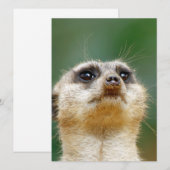 Meerkat 12 feiertagskarte (Vorne/Hinten)