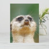 Meerkat 12 feiertagskarte (Stehend Vorderseite)
