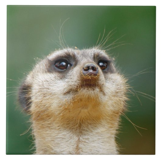 Meerkat 12 fliese (Vorderseite)