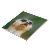 Meerkat 12 fliese (Seite)