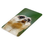 Meerkat 12 magnet (Linke Seite)