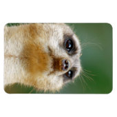 Meerkat 12 magnet (Horizontal)