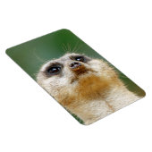 Meerkat 12 magnet (Rechte Seite)